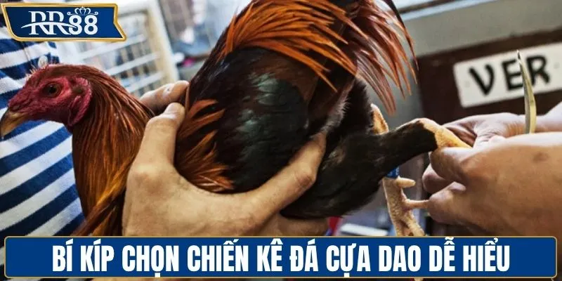 Bí kíp chọn chiến kê đá cựa dao thắng lớn