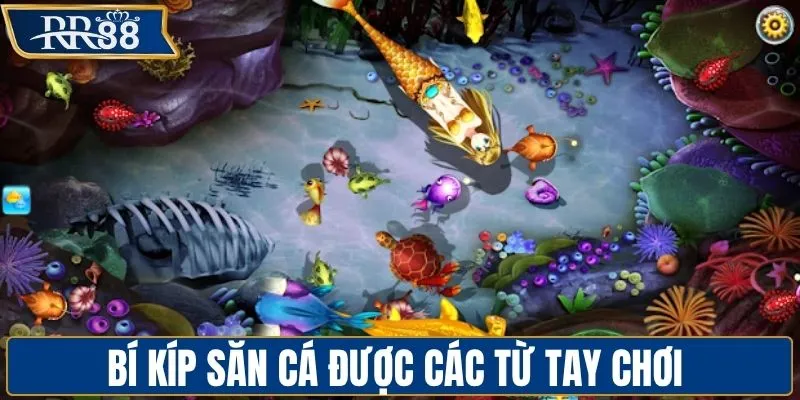 Bí kíp săn cá được các tay chơi chuyên nghiệp bật mí