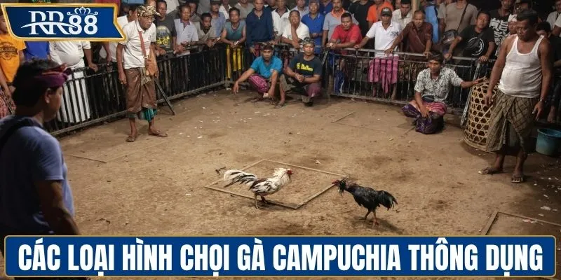 Các loại hình chọi gà Campuchia thông dụng hiện nay