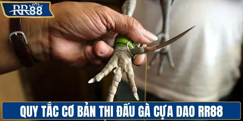 Cách phân hạng và tiêu chuẩn trận chọi gà cựa dao