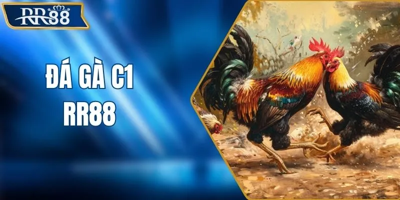 Đá Gà C1 - Lịch Đấu, Luật Chơi Và Cách Xem Trực Tiếp