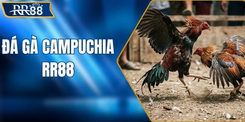 Đá Gà Campuchia - Quy Trình Theo Dõi Và Mẹo Đánh Giá