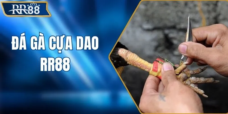 Đá Gà Cựa Dao - Luật Chơi Và Cách Chọn Chiến Kê Chuẩn