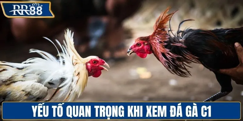 Điều cần quan tâm khi xem giải đấu đá gà C1