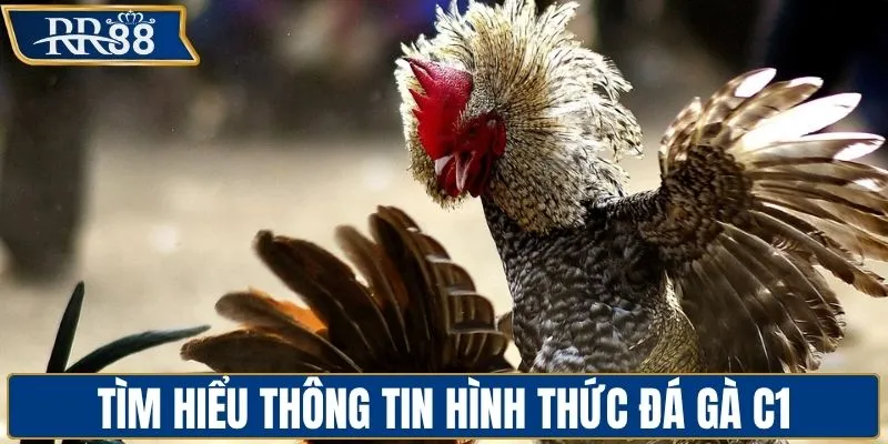 Giải đáp thông tin cơ bản hình thức đá gà C1