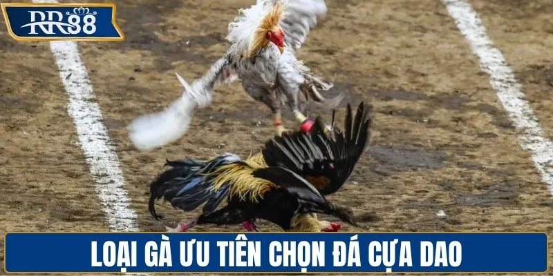 Giống gà thường được ưu tiên chọn đá cựa dao