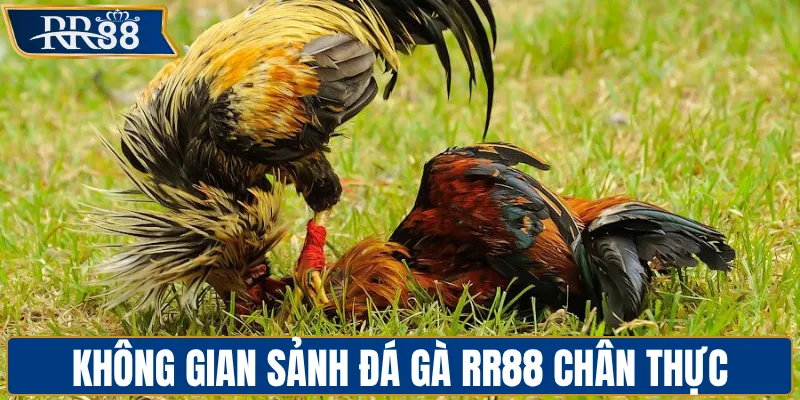 Không gian sảnh đá gà RR88 chân thực