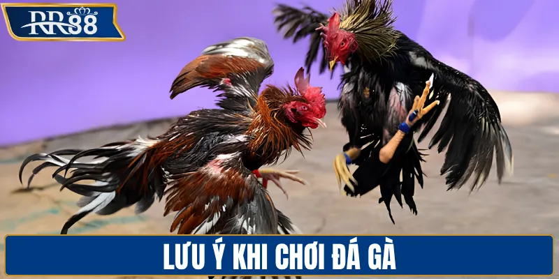 Lưu ý khi chơi đá gà