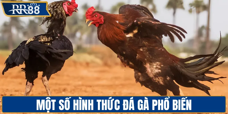 Một số hình thức đá gà phổ biến