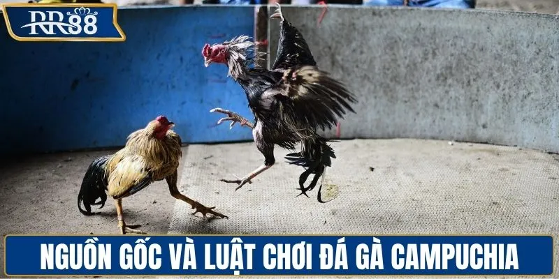 Nguồn gốc và luật thi đấu đá gà Campuchia