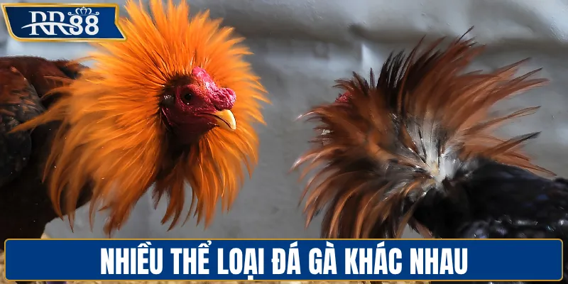 Nhiều thể loại đá gà khác nhau