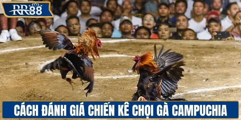 Tiêu chuẩn đánh giá chiến kê chọi gà Campuchia