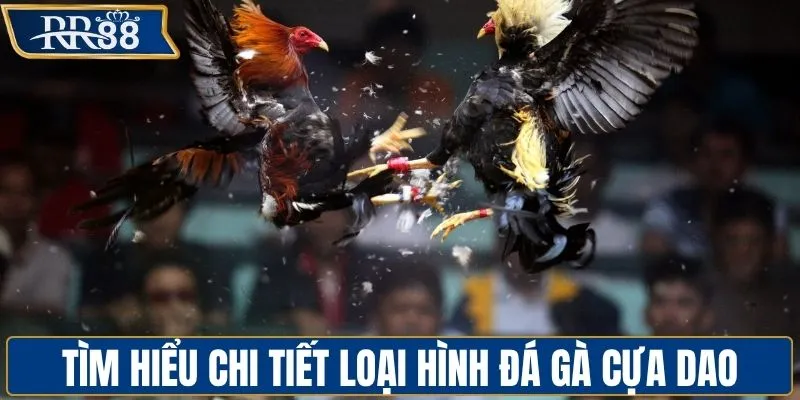 Tổng quan loại hình đá gà cựa dao sôi động